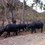 スンバワ島の水牛