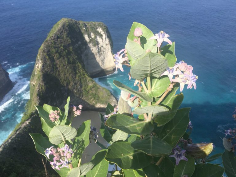 ヌサペニダの花