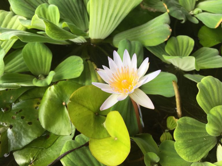 ヌサペニダの蓮