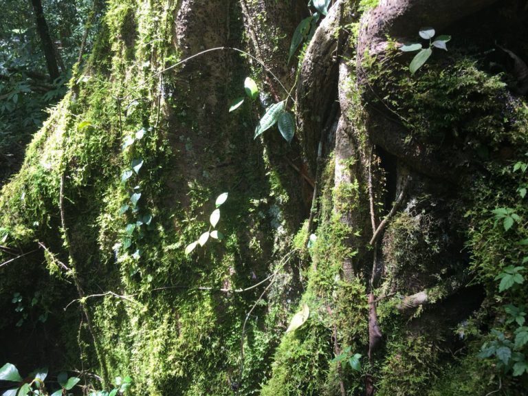 共生する植物のチカラ