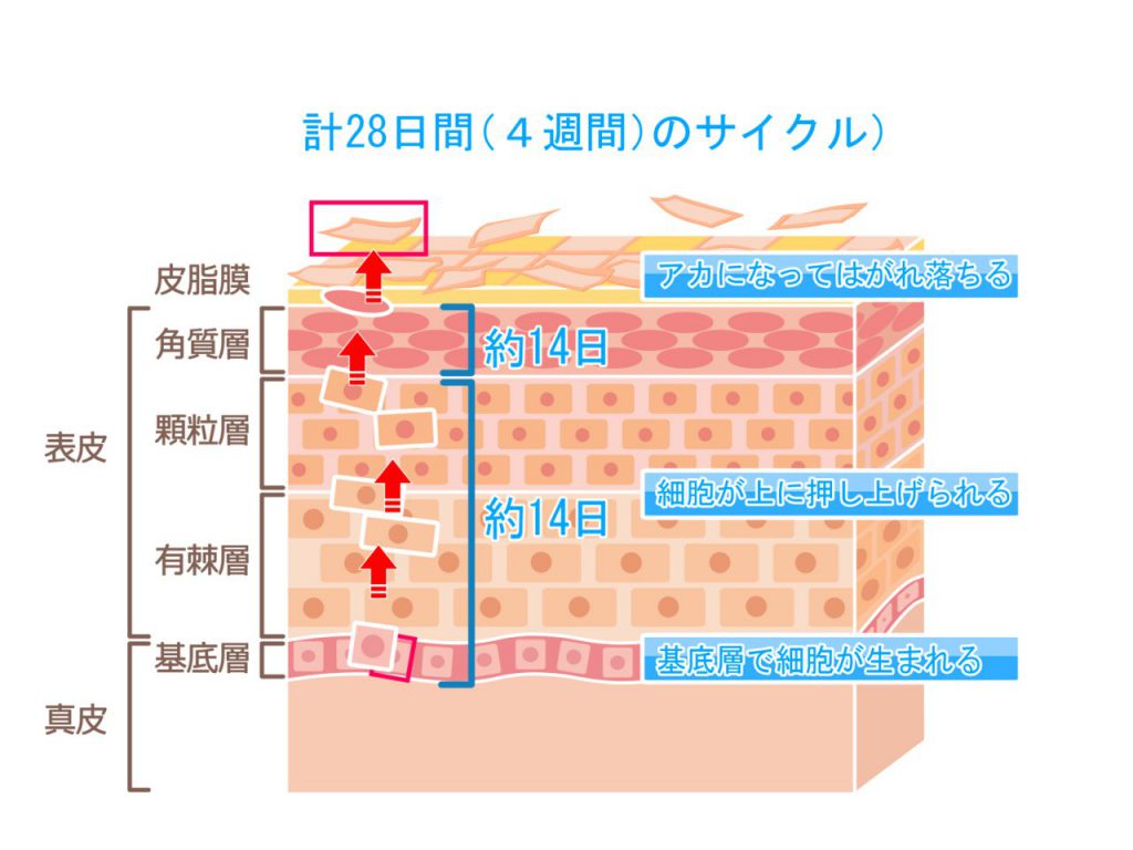 皮膚の組織図
