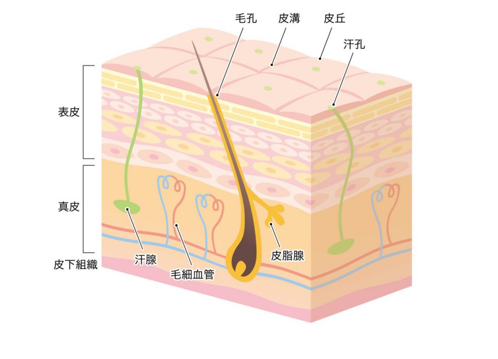 肌の断面図